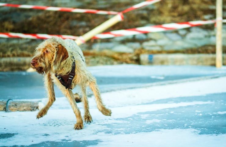 Cane sul ghiaccio