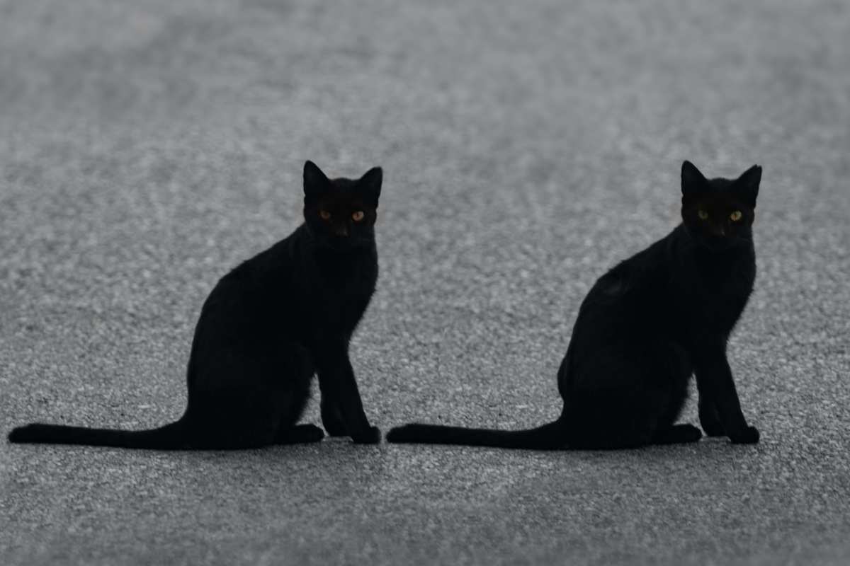 Due gatti neri
