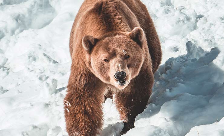 orso bruno sulla neve
