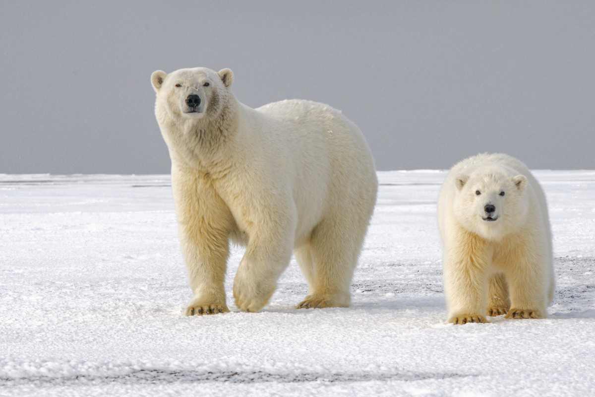 Orso polare tracciato con il DNA ambientale