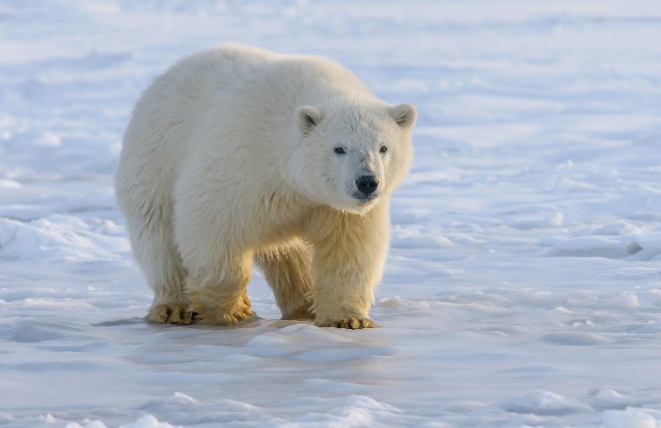 Orso polare