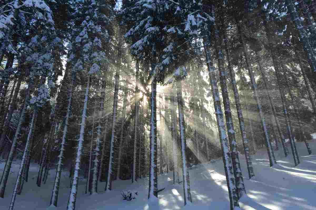 Raggi di Sole illuminano la neve facendosi largo tra gli alberi di una foresta
