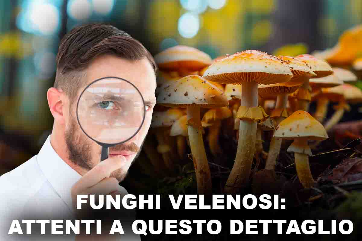 riconoscere funghi velenosi