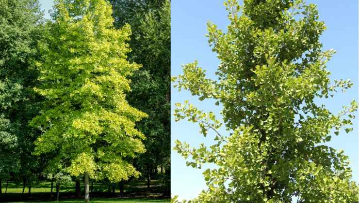 il Ginko è un fossile vivente