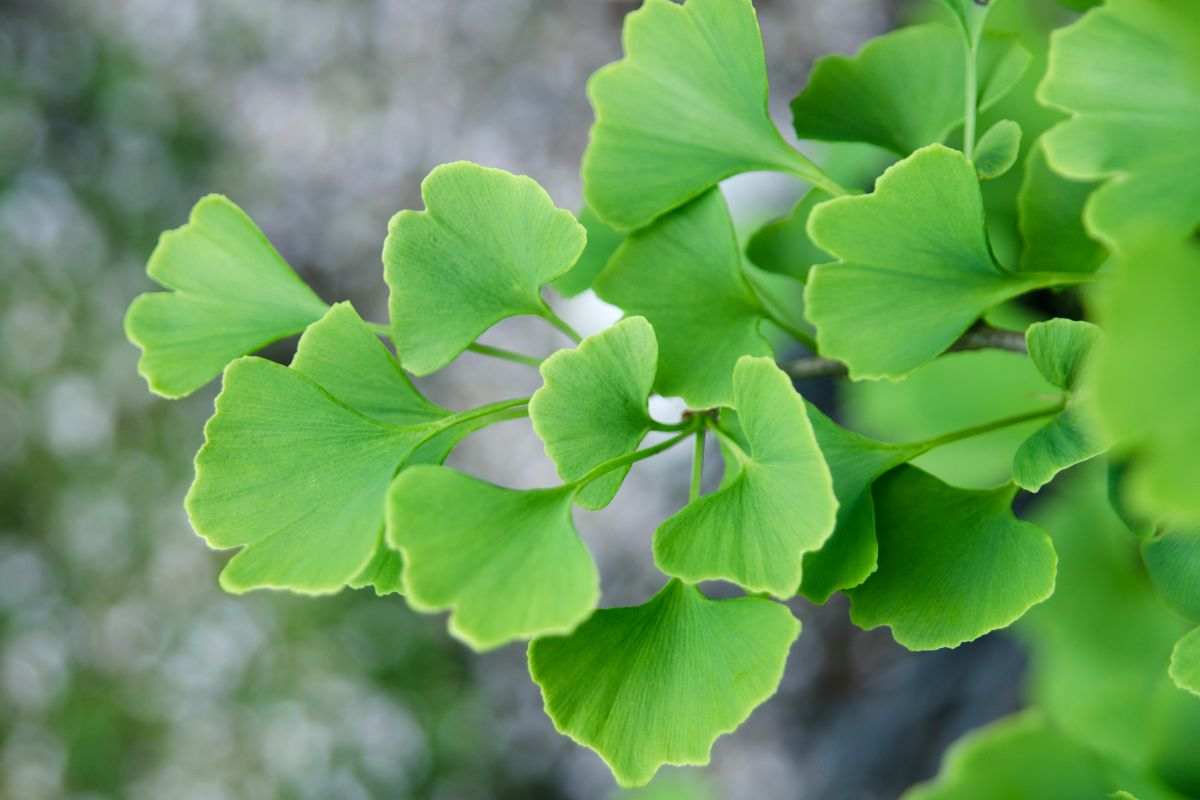 quali sono le proprietà del Ginko Biloba