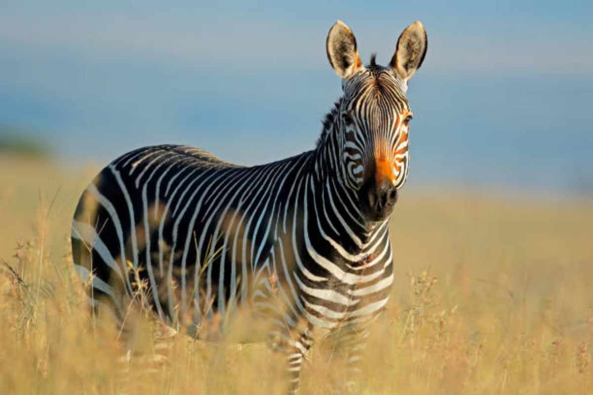 Zebra