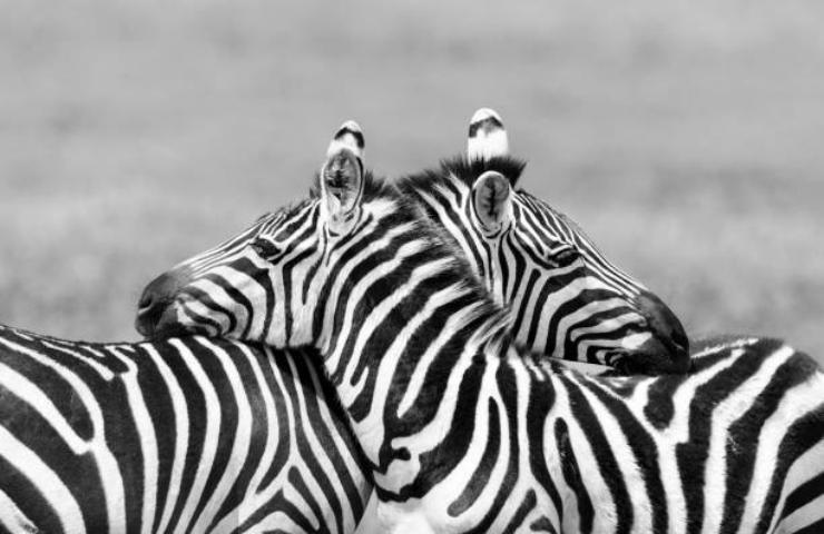 Zebre