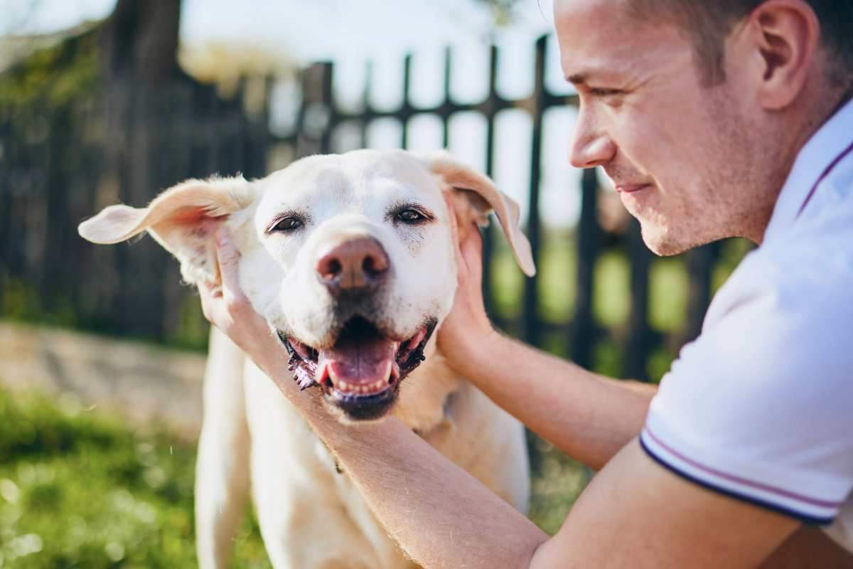 cane che scodinzola, ecco i motivi