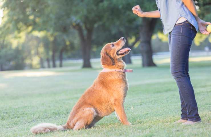 motivi per cui il cane scodinzola