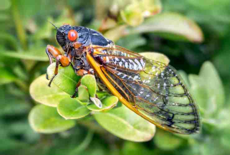 cicala insetto riemerge dal terreno