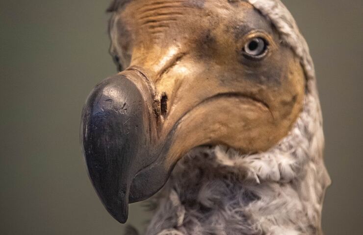 Il dodo