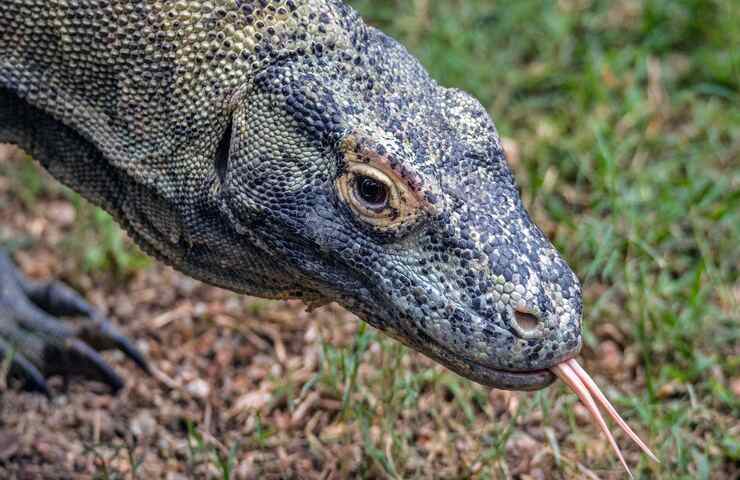 Drago di Komodo