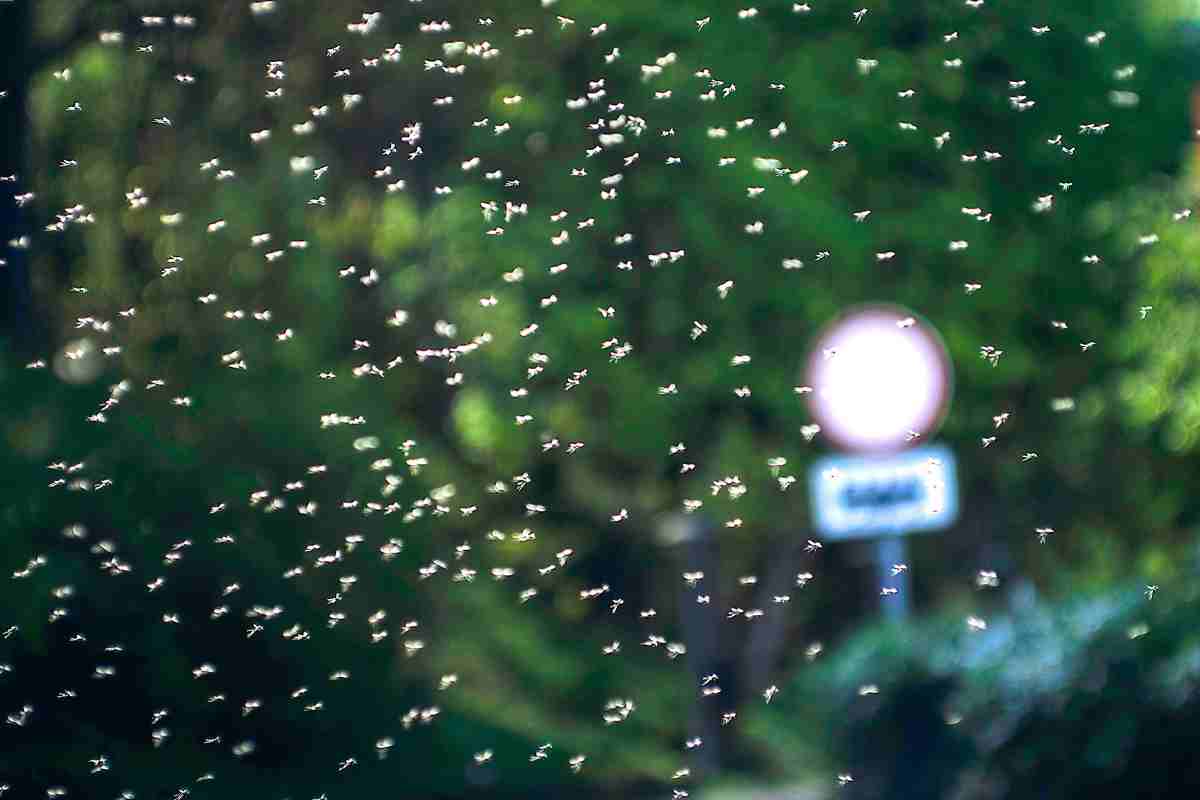 insetti riemergono dalla terra