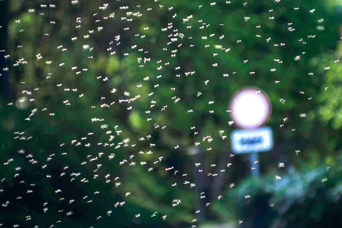 Miliardi di insetti pronti a riemergere