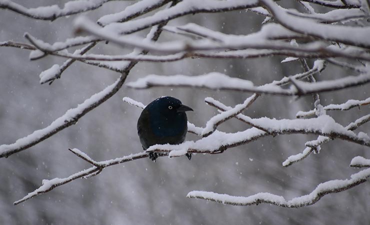 merlo e neve