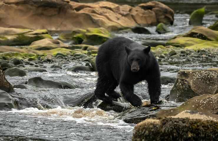Orso attraversa il fiume