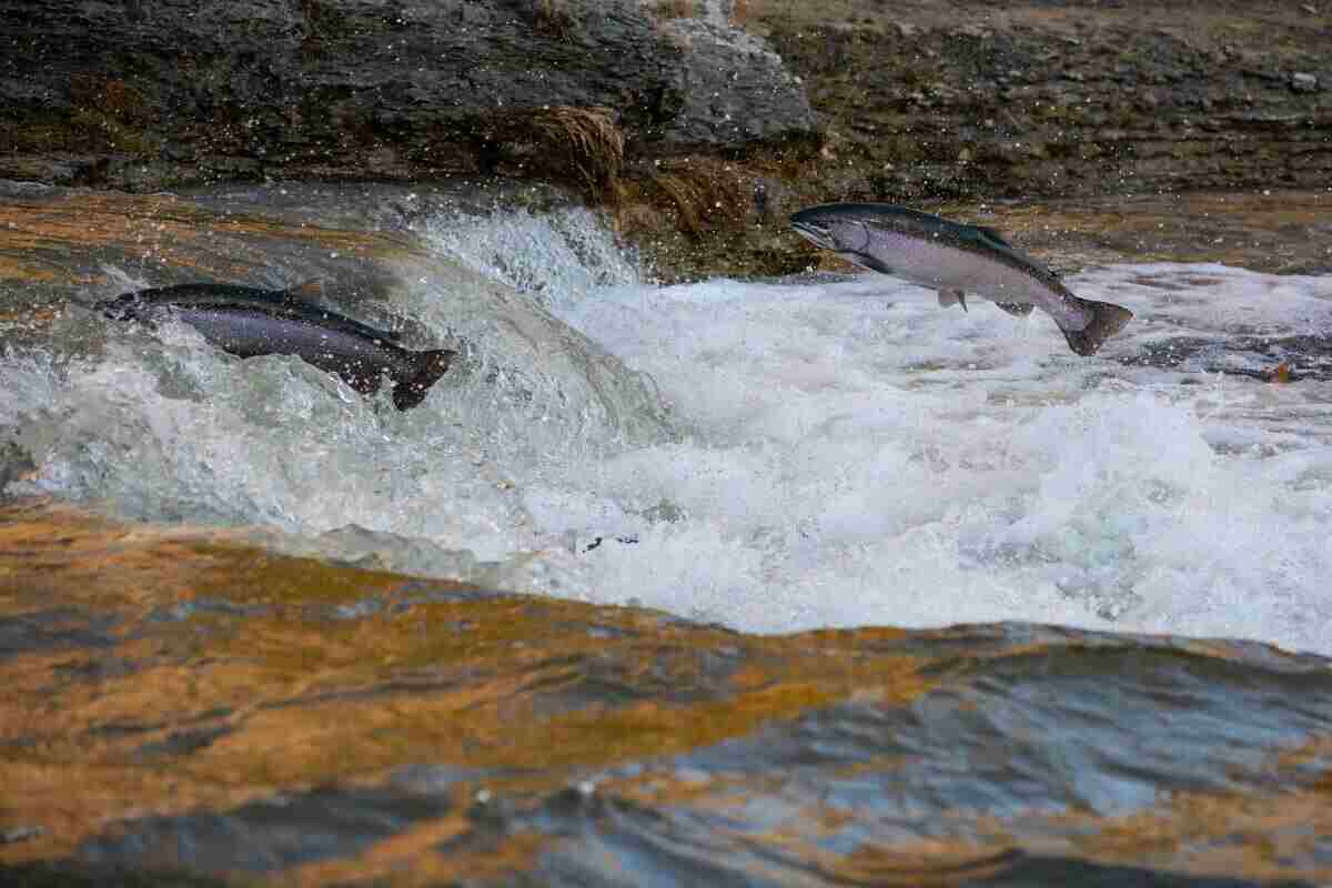 salmoni che saltano nell'acqua