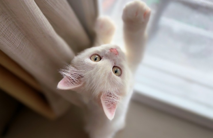 Gatto