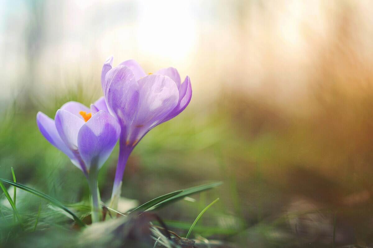 fiore lilla che sboccia