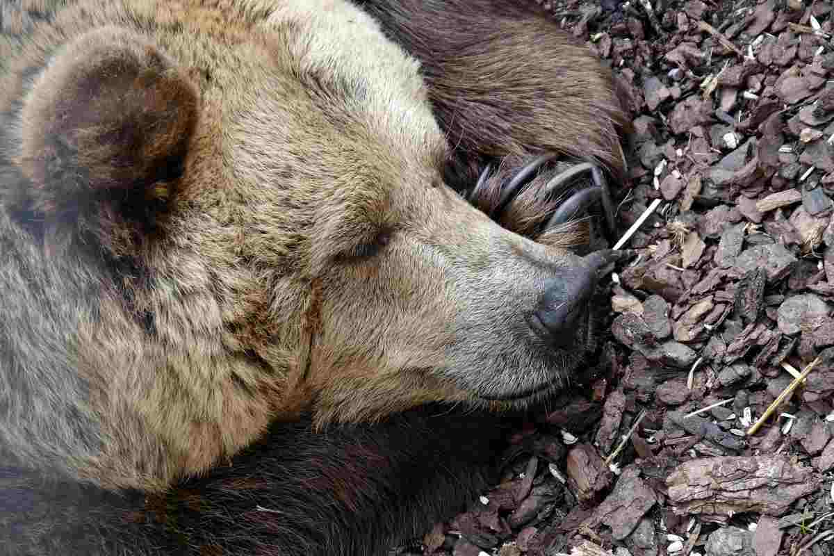 L'orso è uno degli animali che si associa più facilmente al letargo