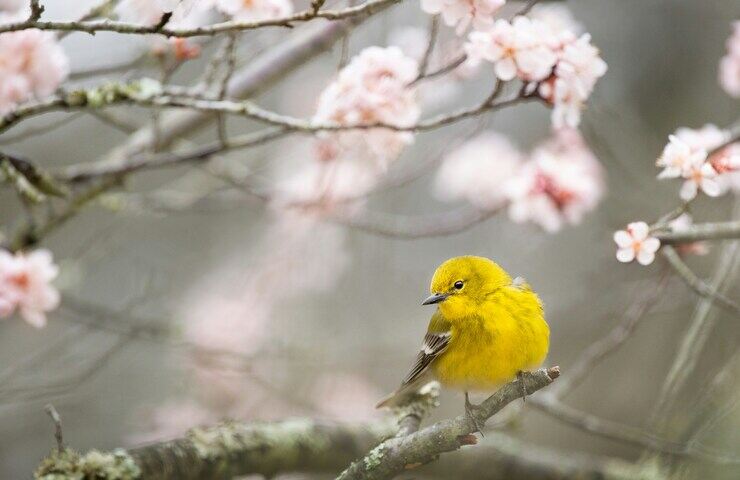 uccellino su rami in fiore