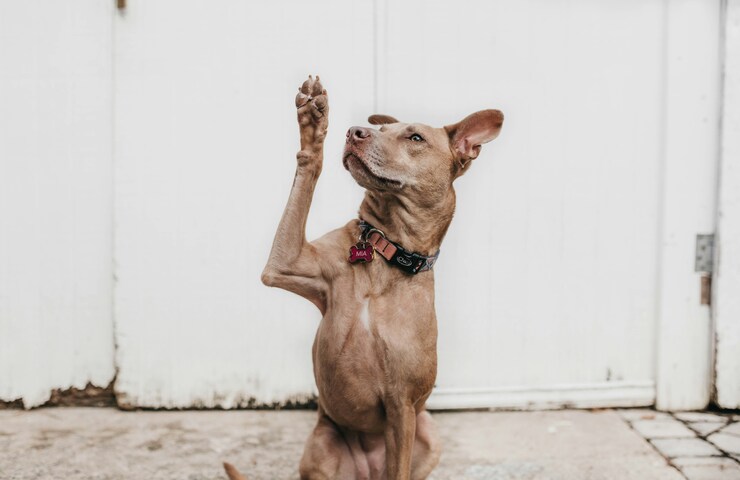 cane addestrato tira su una zampa