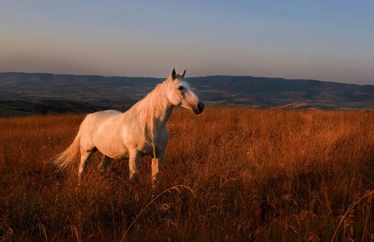 cavallo bianco libero in natura al tramonto