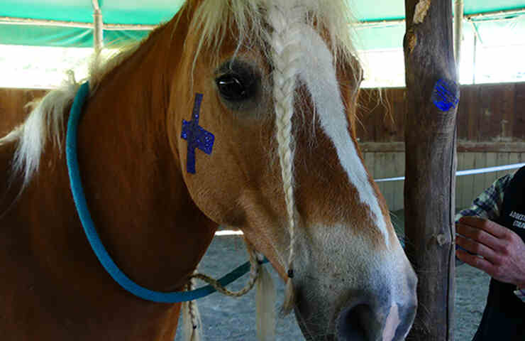 cavallo con x blu sulla guancia destra
