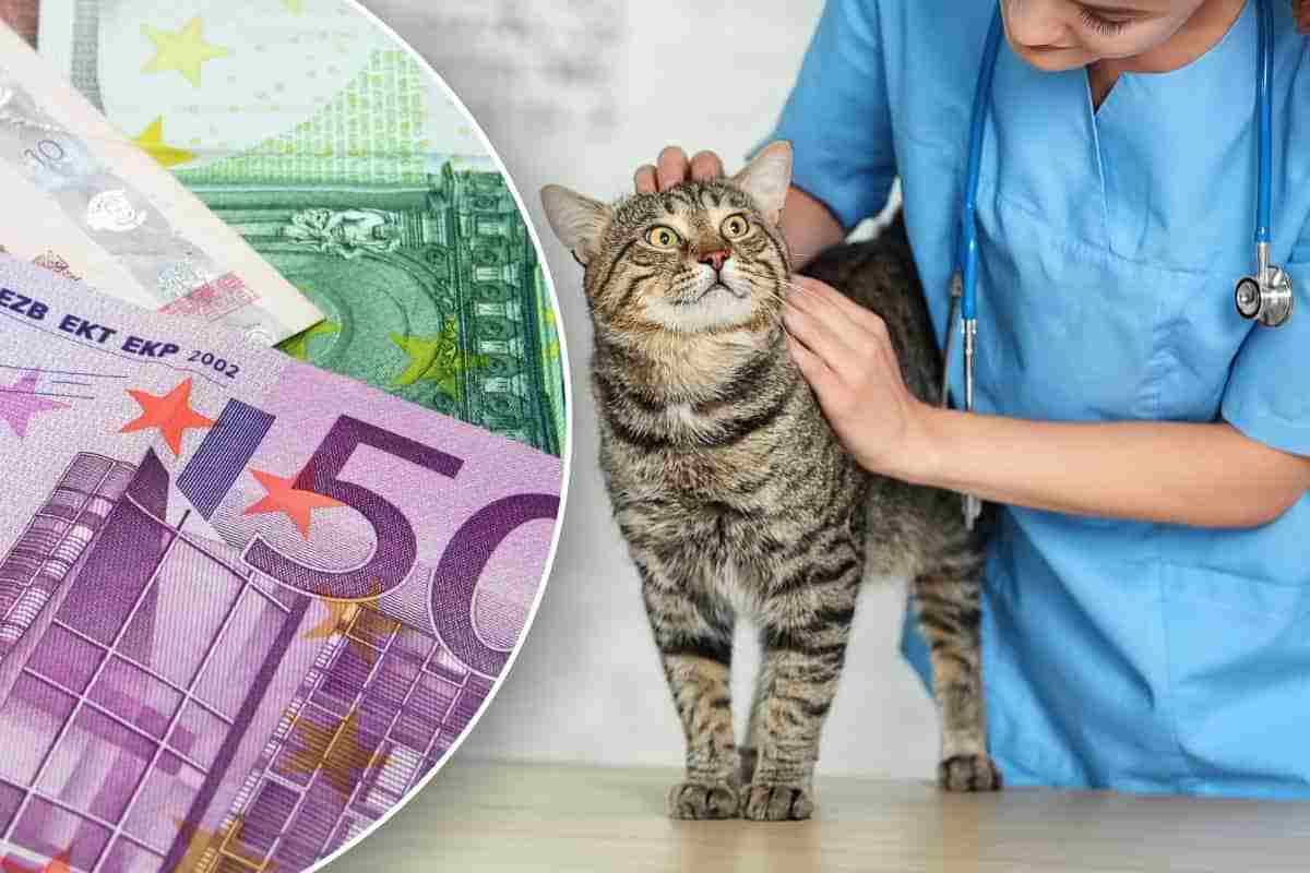 Spese veterinarie perdono soldi