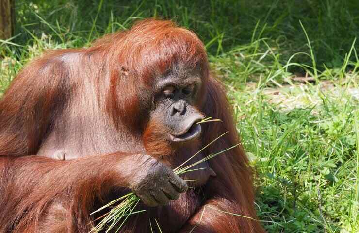Orangotango mangia