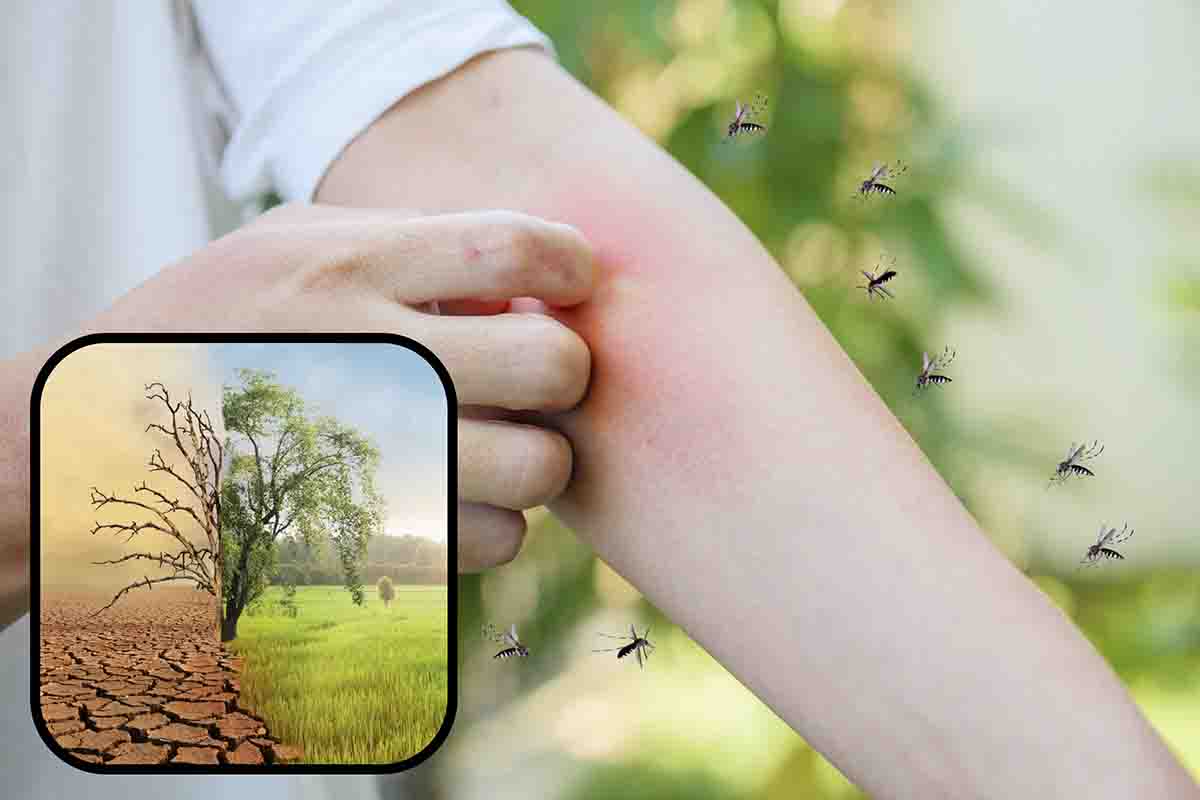 quanto saranno pericolose zanzare dicono cambiamenti climatici