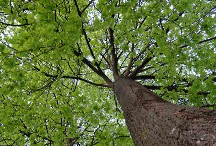 È l'acero l'albero non sempreverde, la risposta al quiz