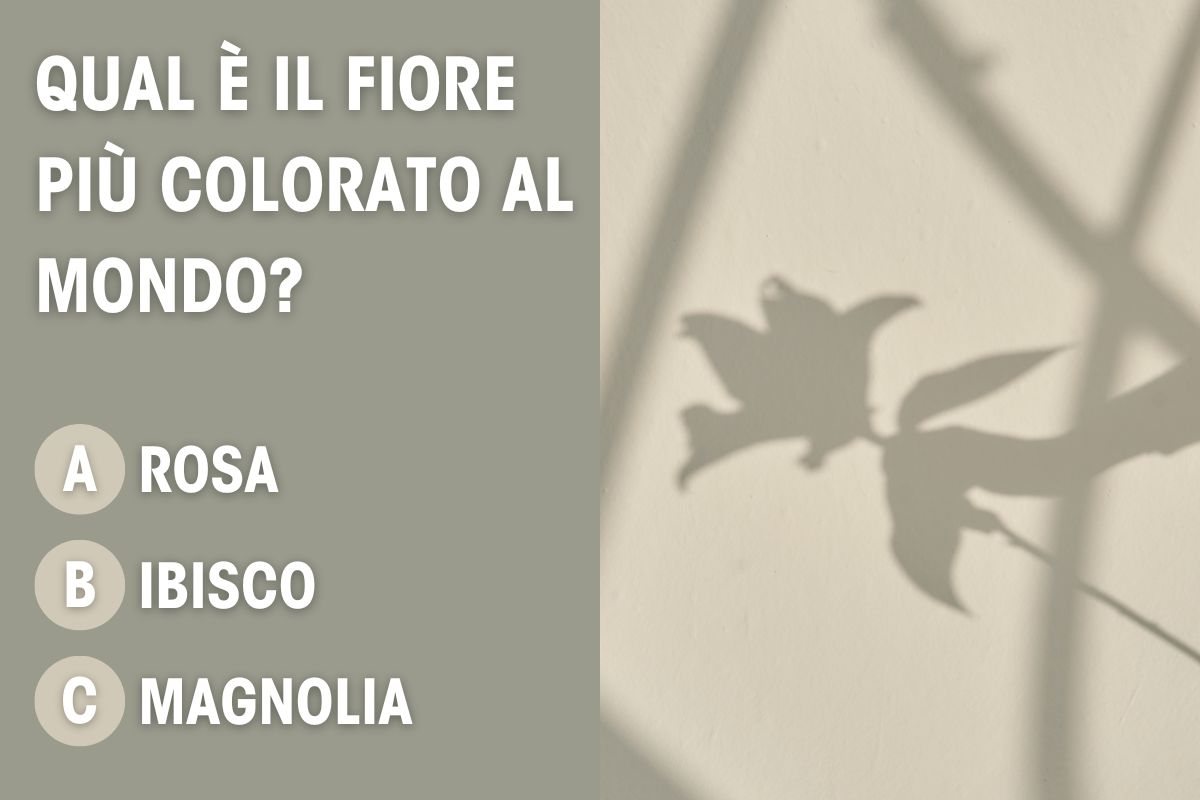 Qual è il fiore più colorato in natura?
