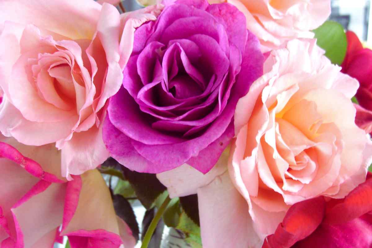 Il fiore più colorato in natura