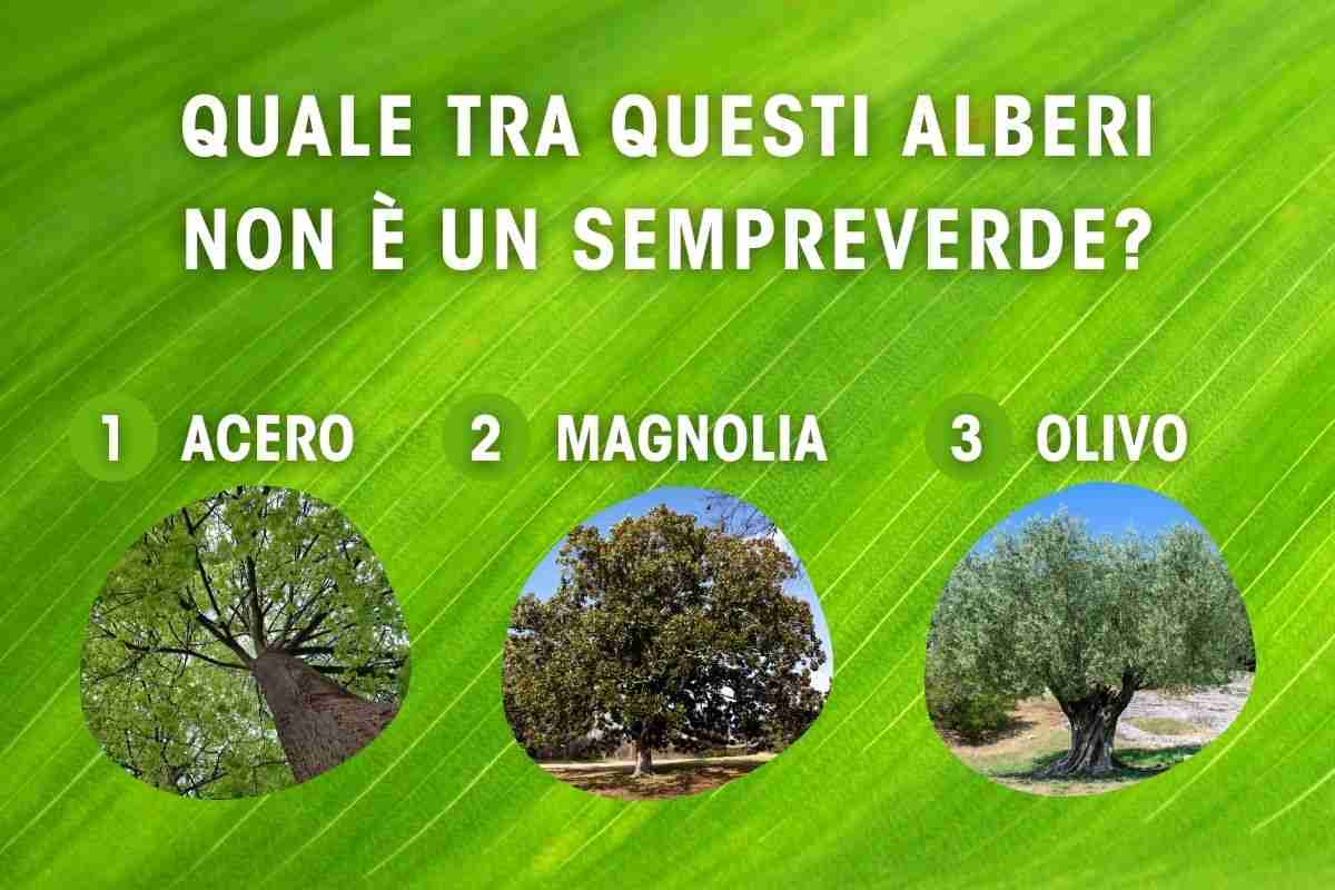 Mettetevi alla prova e diteci quale non è un albero sempreverde