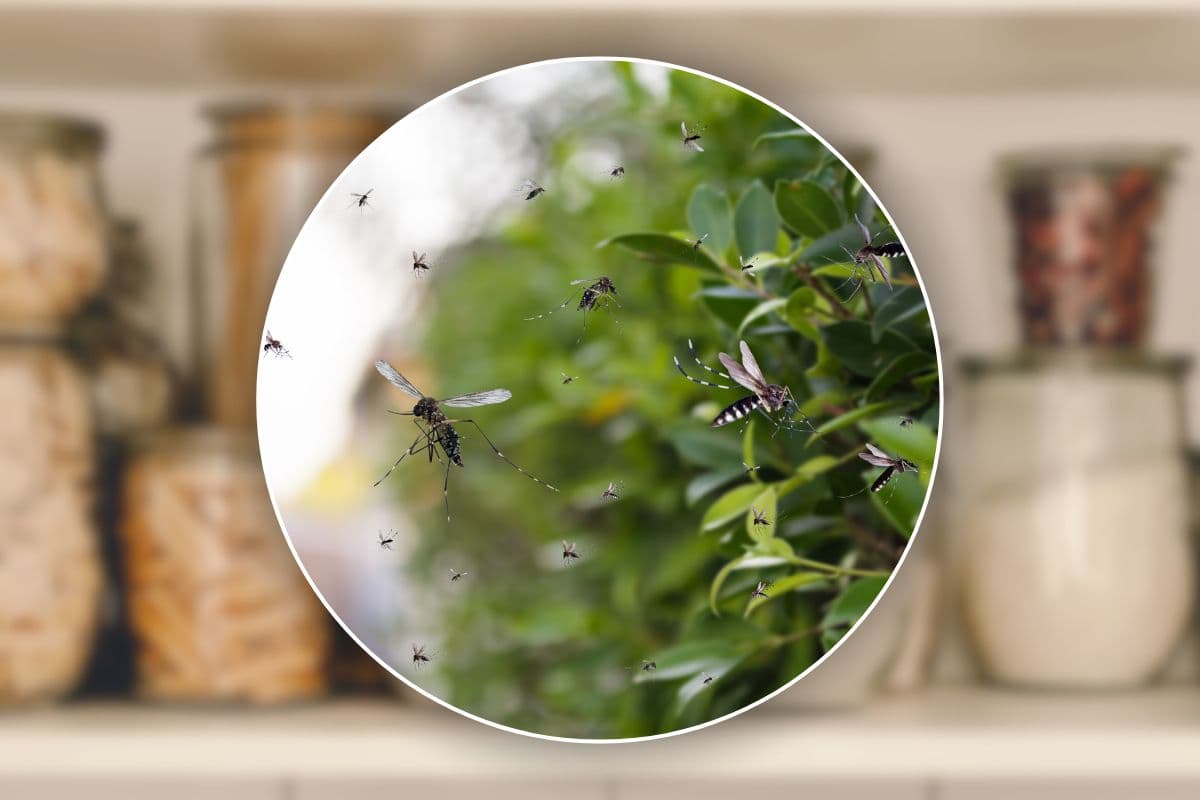 ingredienti dispensa potente mix anti-zanzare