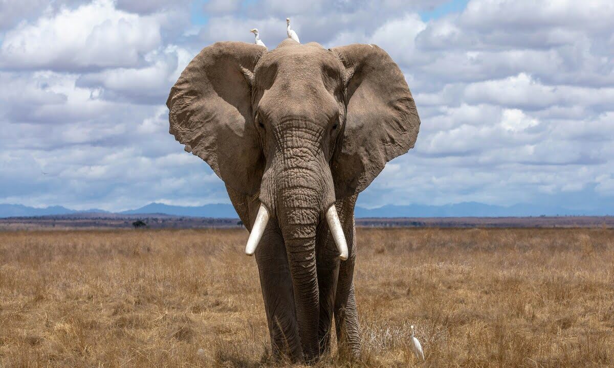 elefante africano