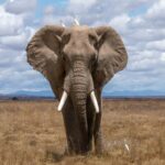elefante africano