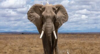 Animali dal grande cuore: curiosità sulle dimensioni del cuore di tre famosi animali