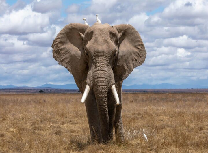 elefante africano